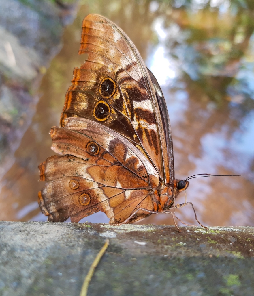 Hercules Morpho