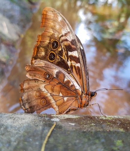 Hercules Morpho