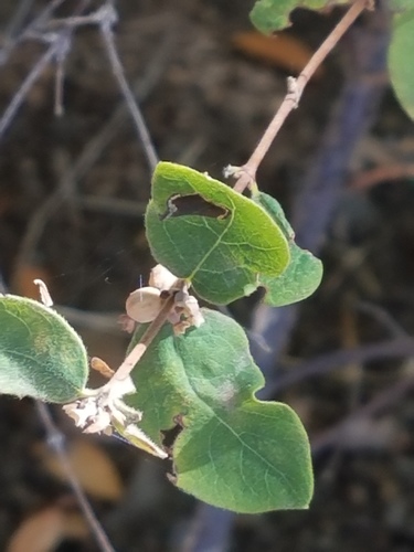 iNaturalist observation photo of garden snowberry