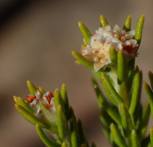 Image of Phylica wittebergensis by (c) Nicola van Berkel, some rights reserved (CC BY-SA)