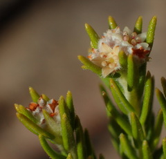 Phylica wittebergensis