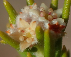 Phylica wittebergensis