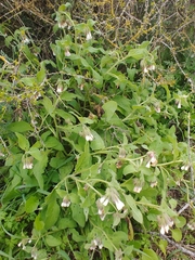 Symphytum brachycalyx