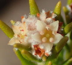 Phylica wittebergensis