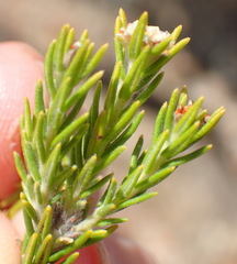 Phylica wittebergensis