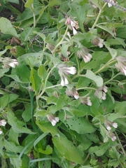 Symphytum brachycalyx