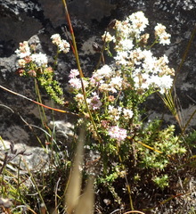 Selago esterhuyseniae