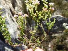 Selago esterhuyseniae