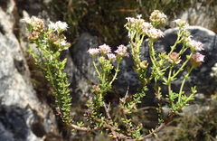 Selago esterhuyseniae