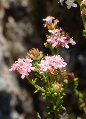 Selago esterhuyseniae