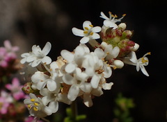 Selago esterhuyseniae