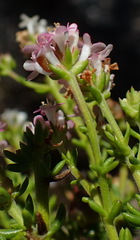 Selago esterhuyseniae