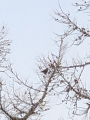 Nucifraga caryocatactes