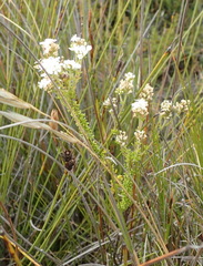 Selago esterhuyseniae