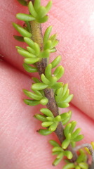 Selago esterhuyseniae