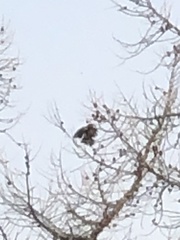 Nucifraga caryocatactes