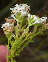 Selago esterhuyseniae