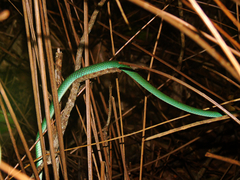 Philothamnus punctatus