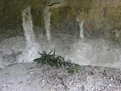 Blechnum × aggregatum