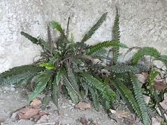 Blechnum × aggregatum