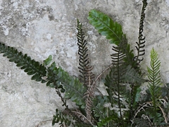 Blechnum × aggregatum