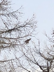 Nucifraga caryocatactes