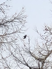 Nucifraga caryocatactes