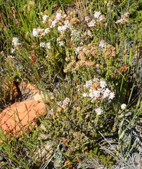 Selago esterhuyseniae