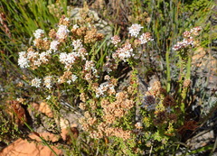 Selago esterhuyseniae