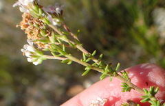 Selago esterhuyseniae