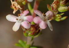 Selago esterhuyseniae