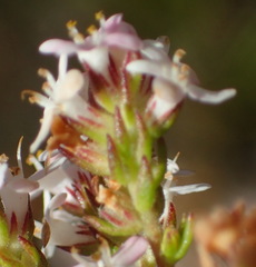 Selago esterhuyseniae