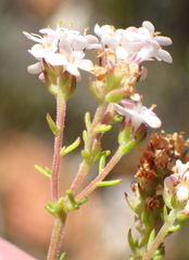 Selago esterhuyseniae