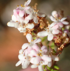 Selago esterhuyseniae