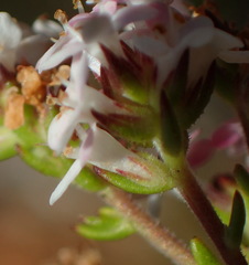 Selago esterhuyseniae