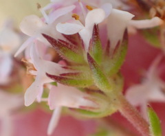 Selago esterhuyseniae