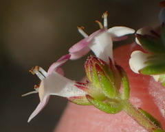 Selago esterhuyseniae