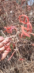 Anisacanthus