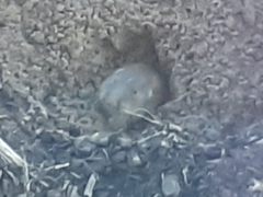 Geomys breviceps