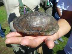 Kinosternon hirtipes