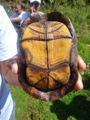 Kinosternon hirtipes