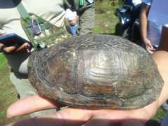 Kinosternon hirtipes