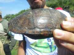 Kinosternon hirtipes