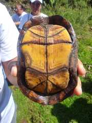 Kinosternon hirtipes