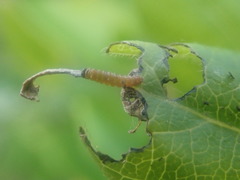 Limenitis glorifica