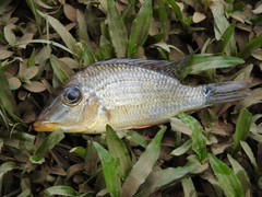 Satanoperca jurupari