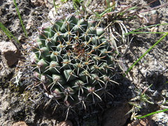 Mammillaria uncinata