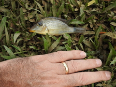 Satanoperca jurupari