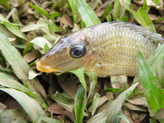 Satanoperca jurupari