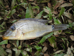 Satanoperca jurupari